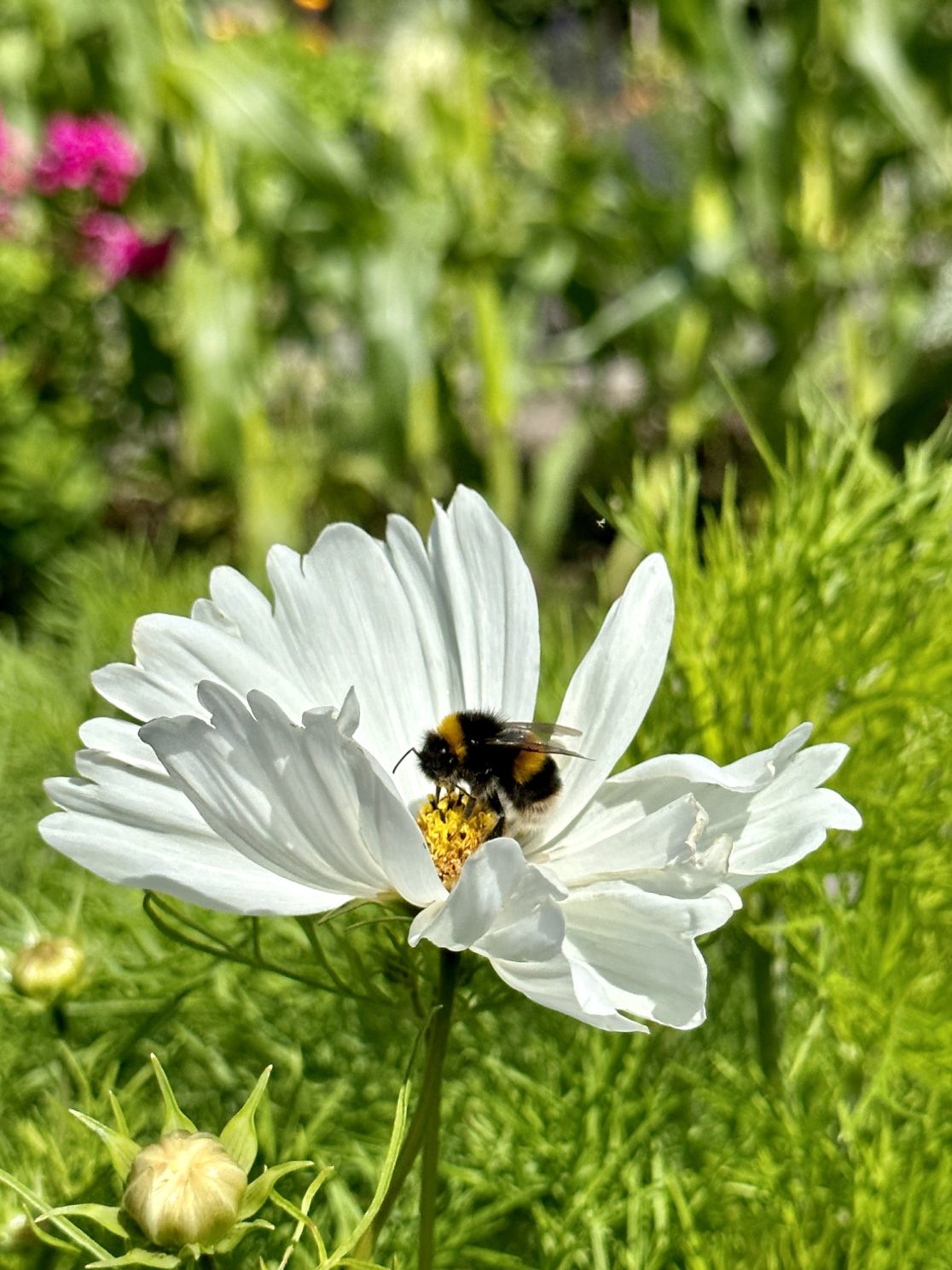 Cosmos bipinnatus 'Purity'