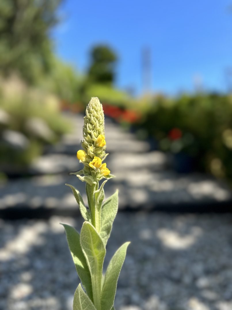 Verbascum olympicum
