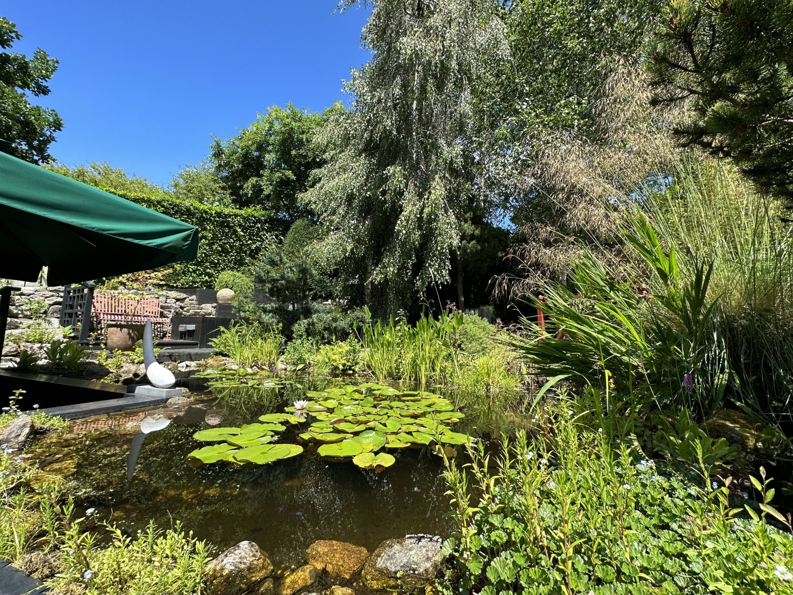 Nymphaea 'Rose' (Water Lily)