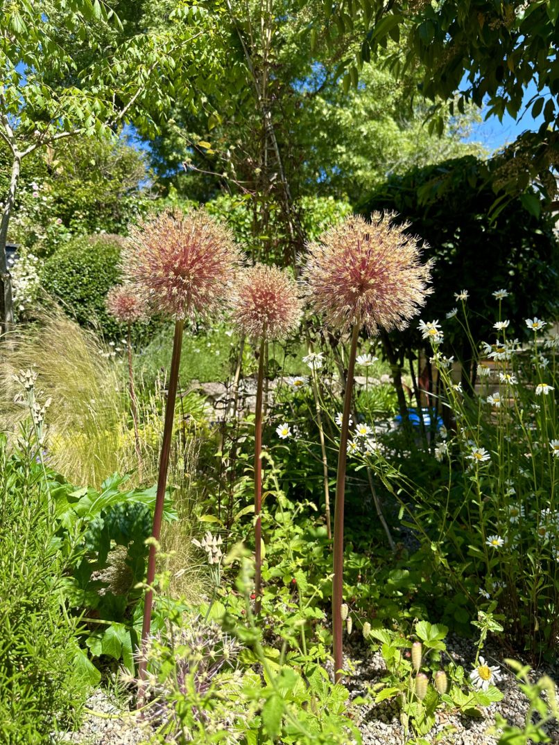 Allium 'Summer Drummer'