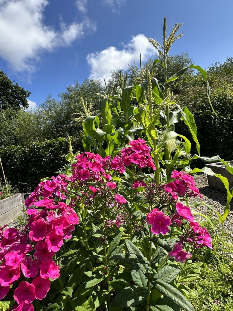 Phlox paniculata 'Flame Pink'