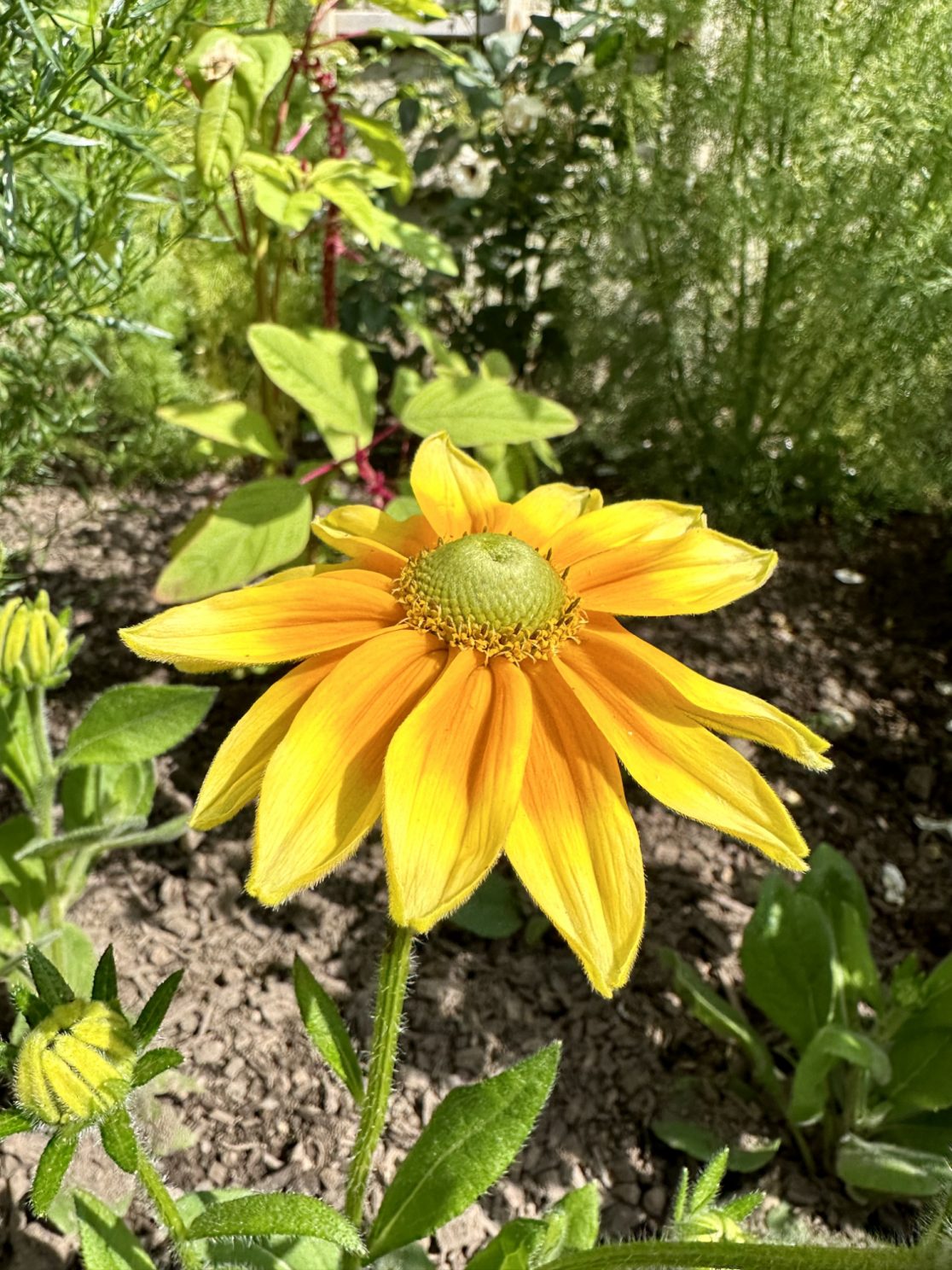 Rudbeckia 'Lemon SmileyZ'