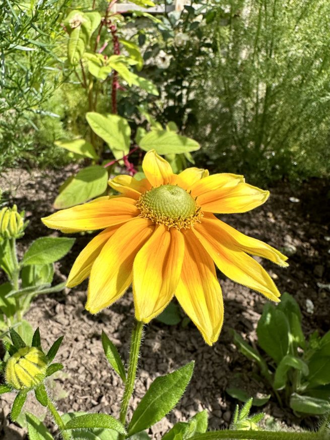 Rudbeckia 'Lemon SmileyZ'