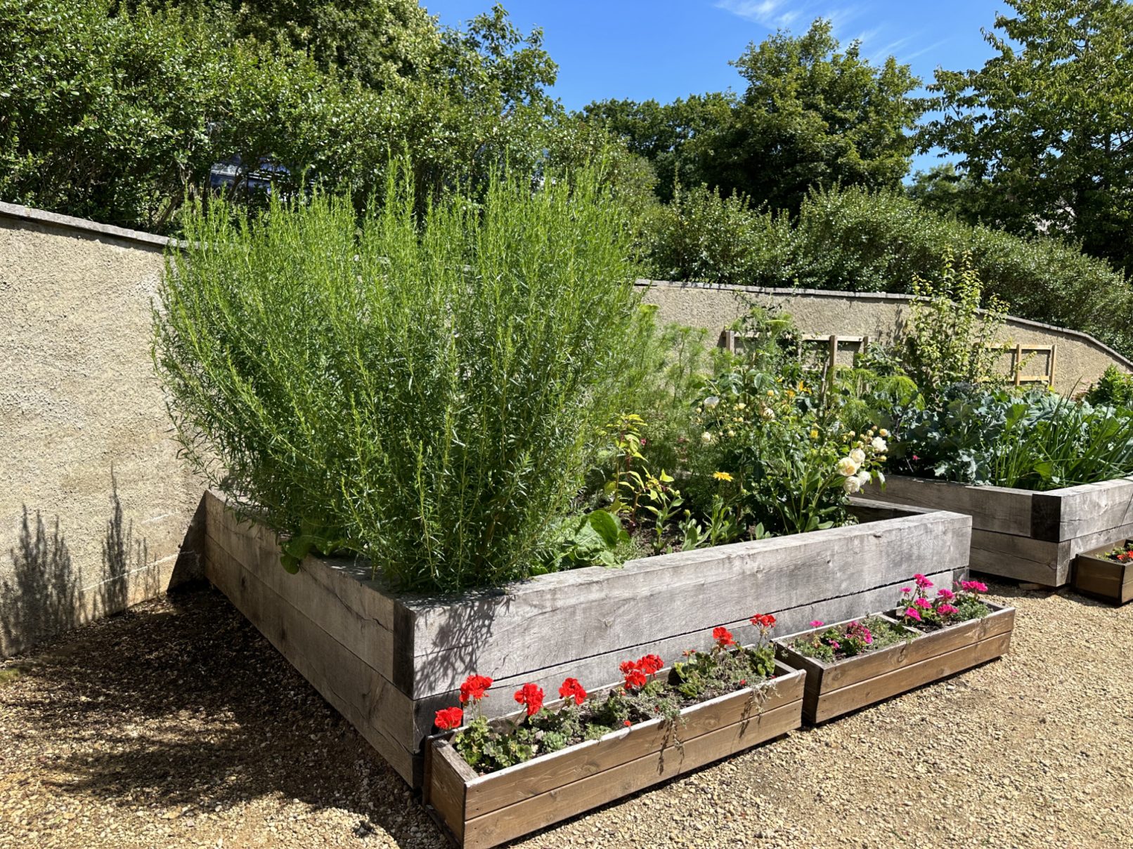 Artemisia dranunculus (Russian Tarragon)