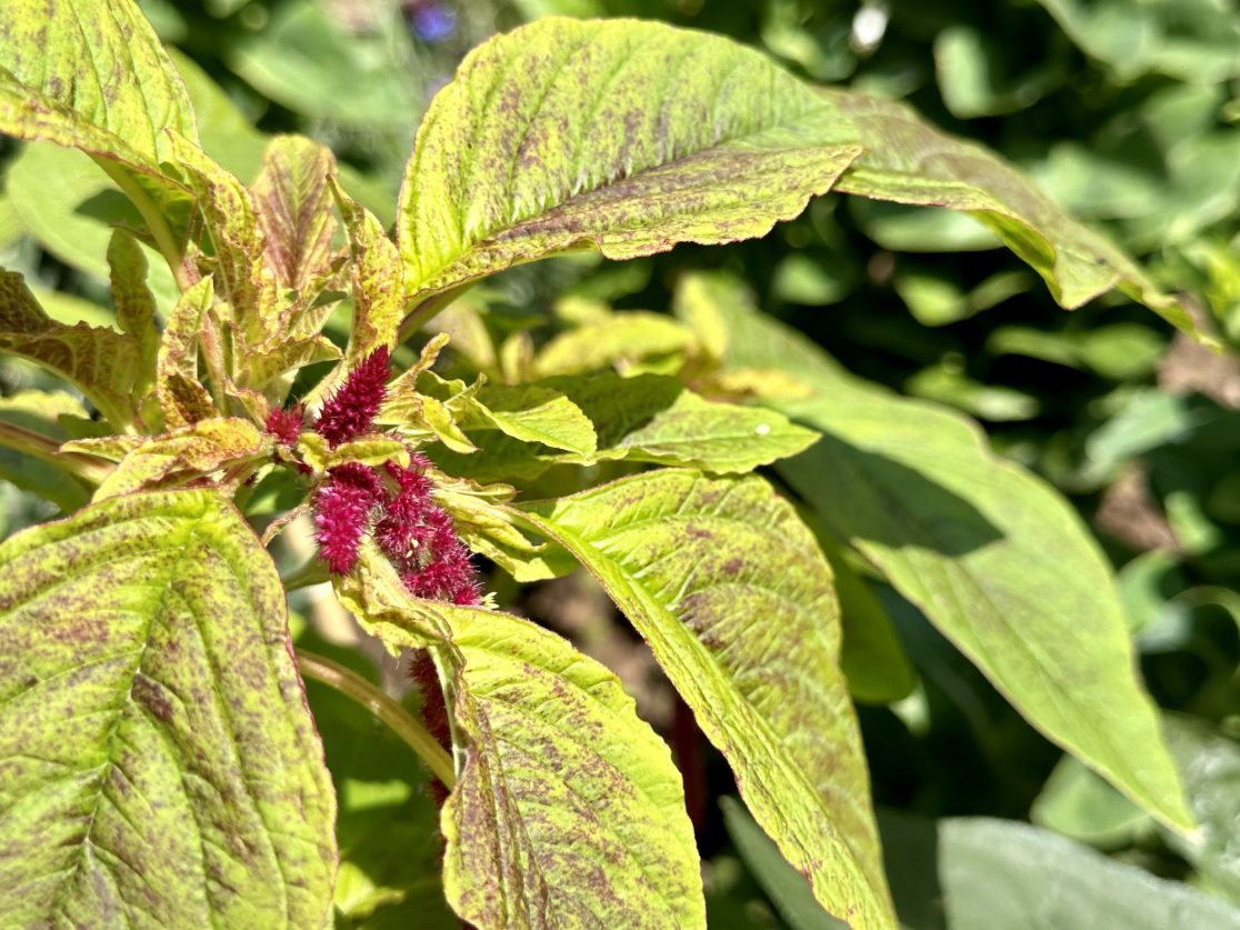 Amaranthus caudatus 'Love-Lies-Bleeding'