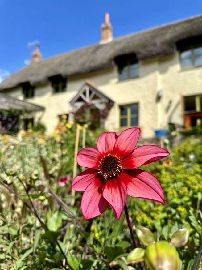 Dahlia 'Bishop's Children'