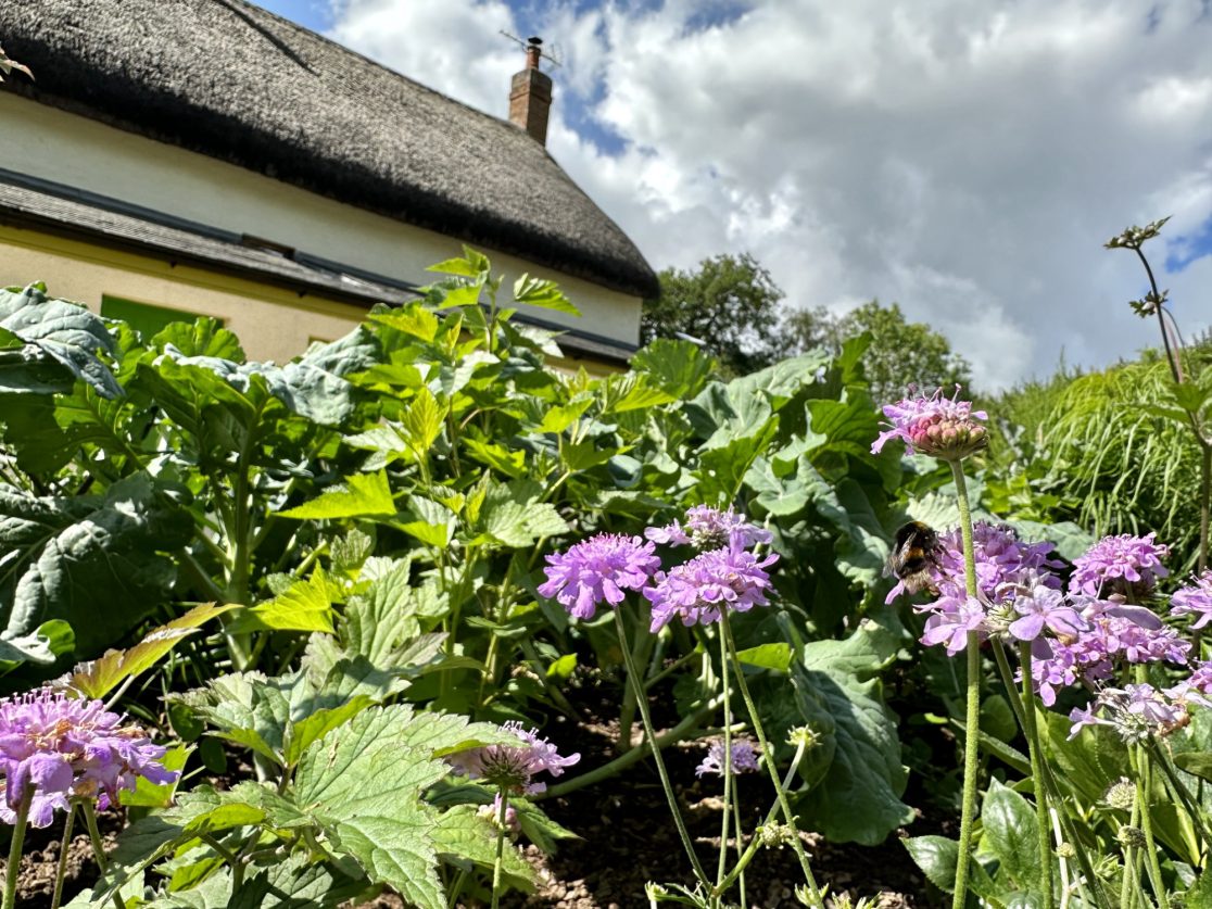 Scabiosa 'Butterfly Blue'