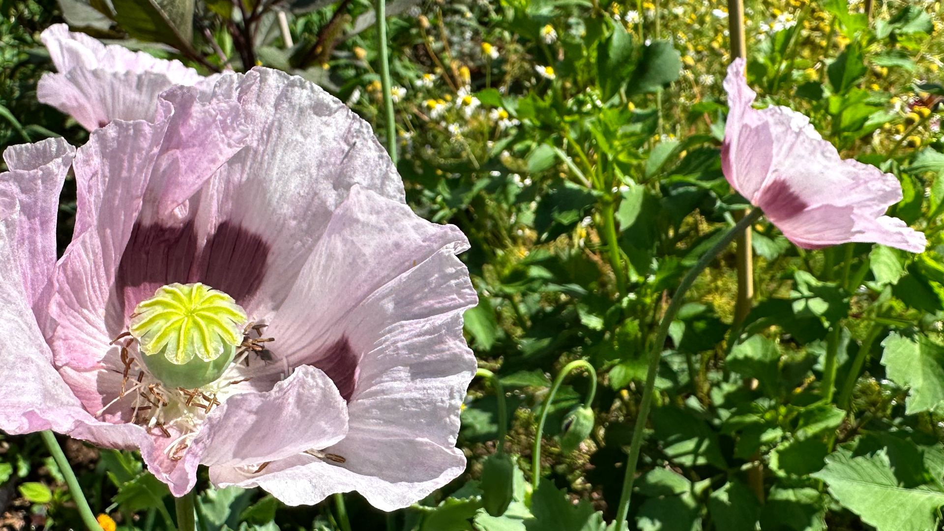 Papava somniferum giganteum (Oriental Poppy)