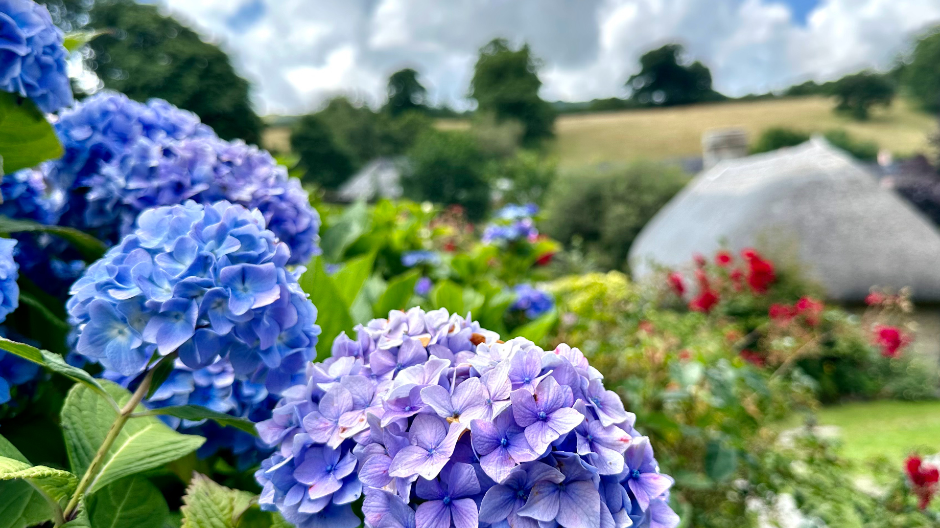 Hydrangea macrophylla