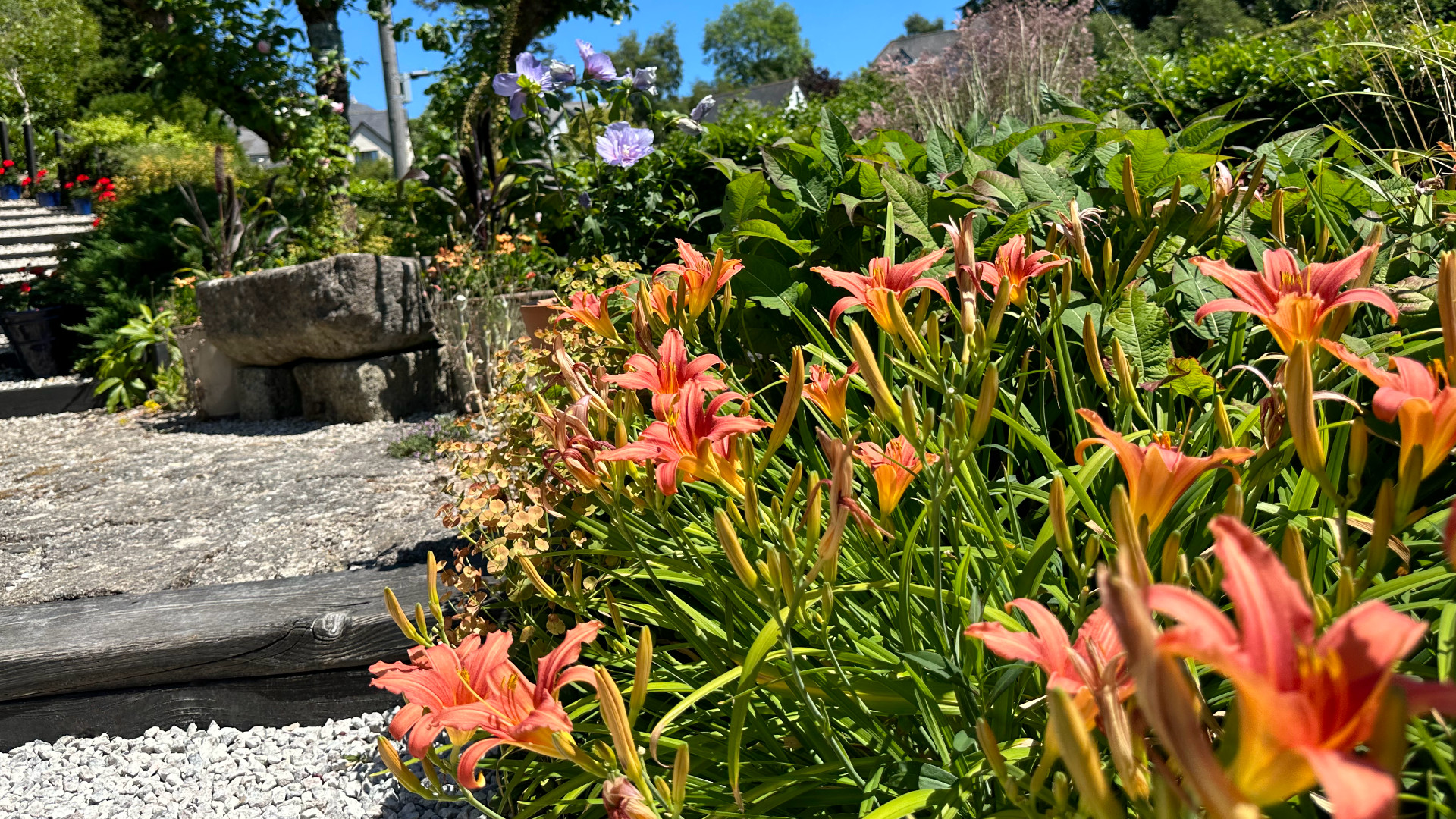 Hemerocallis Blooming in Chagford