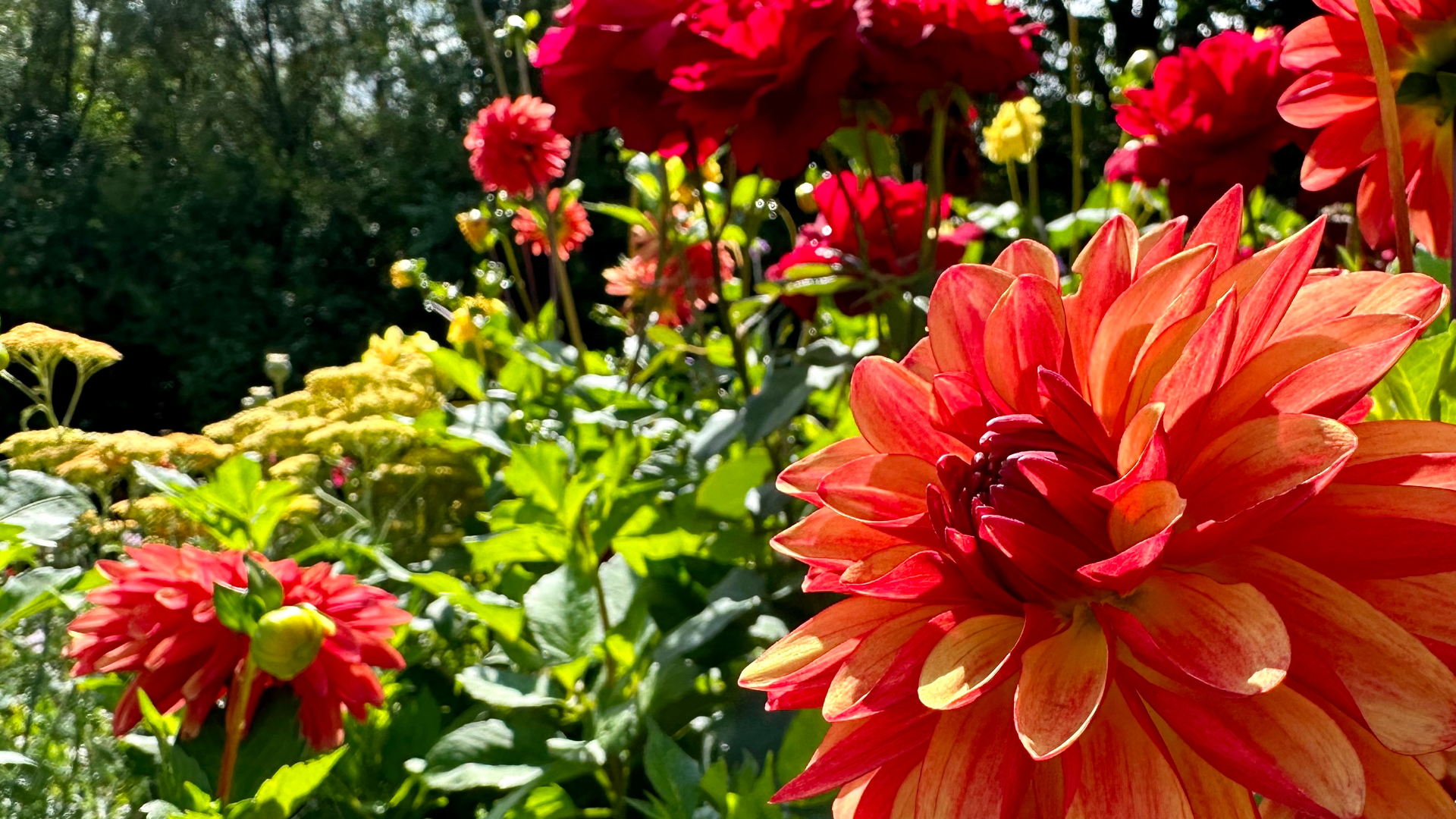 Dahlia near Hittisleigh